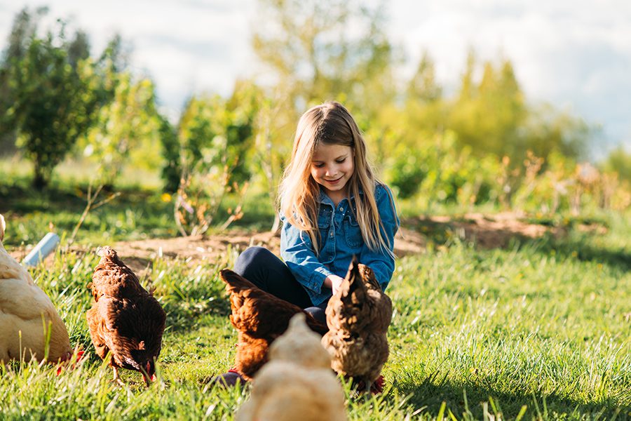 Specialized Business Insurance - A Happy Young Girl Feeding Hens at her Family Farm on a Bright Sunny Morning